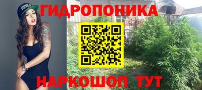 шишки Гусиноозёрск